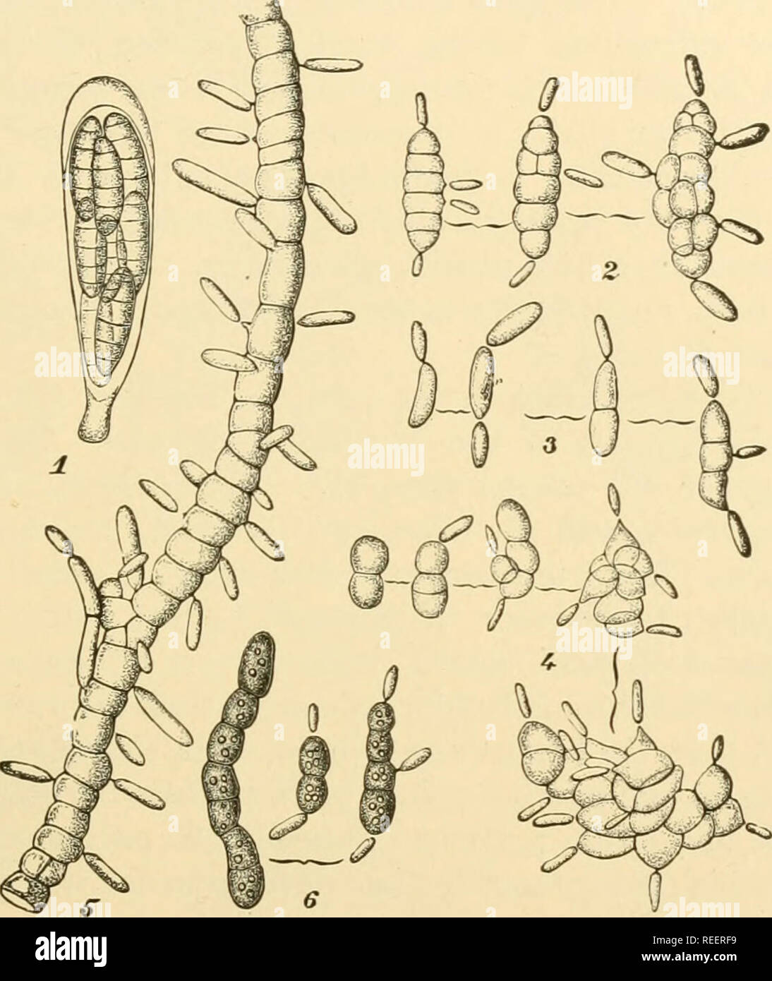 . Comparative morphology of Fungi. Fungi. SPHAERIALES 269 and germinate in spring, producing conidia of Ramularia Hieracii (Klebahn, 1918). Of Cercosphaerella, M. millegrana on leaves of Tilia cordata, forms conidia of Cercospora microsora and, further, the imperfect form of M. cerasella, a leaf spot of cherry, is Cercospora cerasella (Aderhold, 1900). As has been indicated, the extent of the imperfect forms of Myco- sphaerella is by no means exhausted in the three sections above; e.g., of the forms important in phytopathology, M. pinodes, causing a spot of pods of beans and peas, has Ascochyt Stock Photo