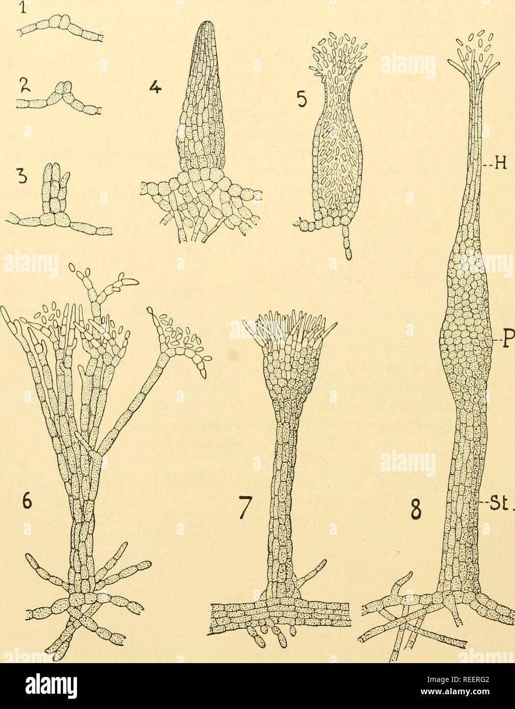 . Comparative morphology of Fungi. Fungi. 266 COMPARATIVE MORPHOLOGY OF FUNGI mould on the leaves of willow, poplar, rose, greenhouse plants, etc. All possible imperfect forms have been ascribed without their appropriateness «. Fig. 177.—Teichospora salicina. 1 to 4. Fundaments of a pycnium. 5. Section of sessile pycnium. 6. Tuft of conidiophores. 7. Coremium closing up to form a stipitate pycnium. 8. Stipitate pycnium, St, Stalk; P, pycnium; H, neck. (X 360; after Zopf, 1878.) being culturally determined. Their mycelium develops by sprouting in sugar solutions, as on honey dew in nature, occa Stock Photo
