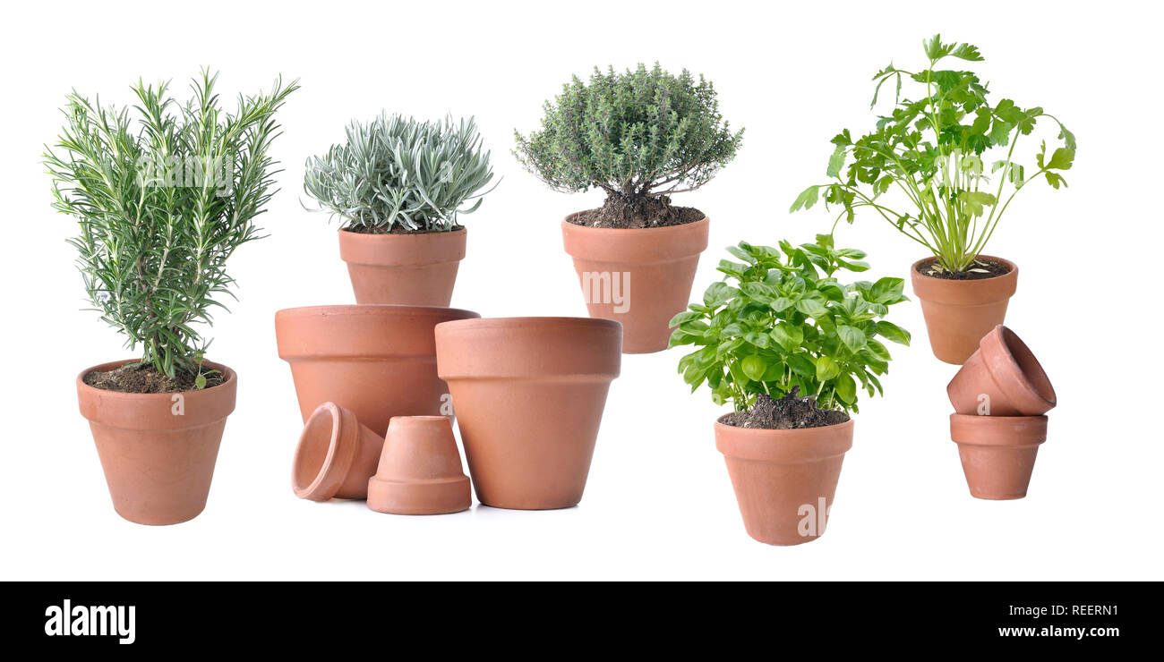 aromatic plant potted with terracota pots on white background Stock Photo