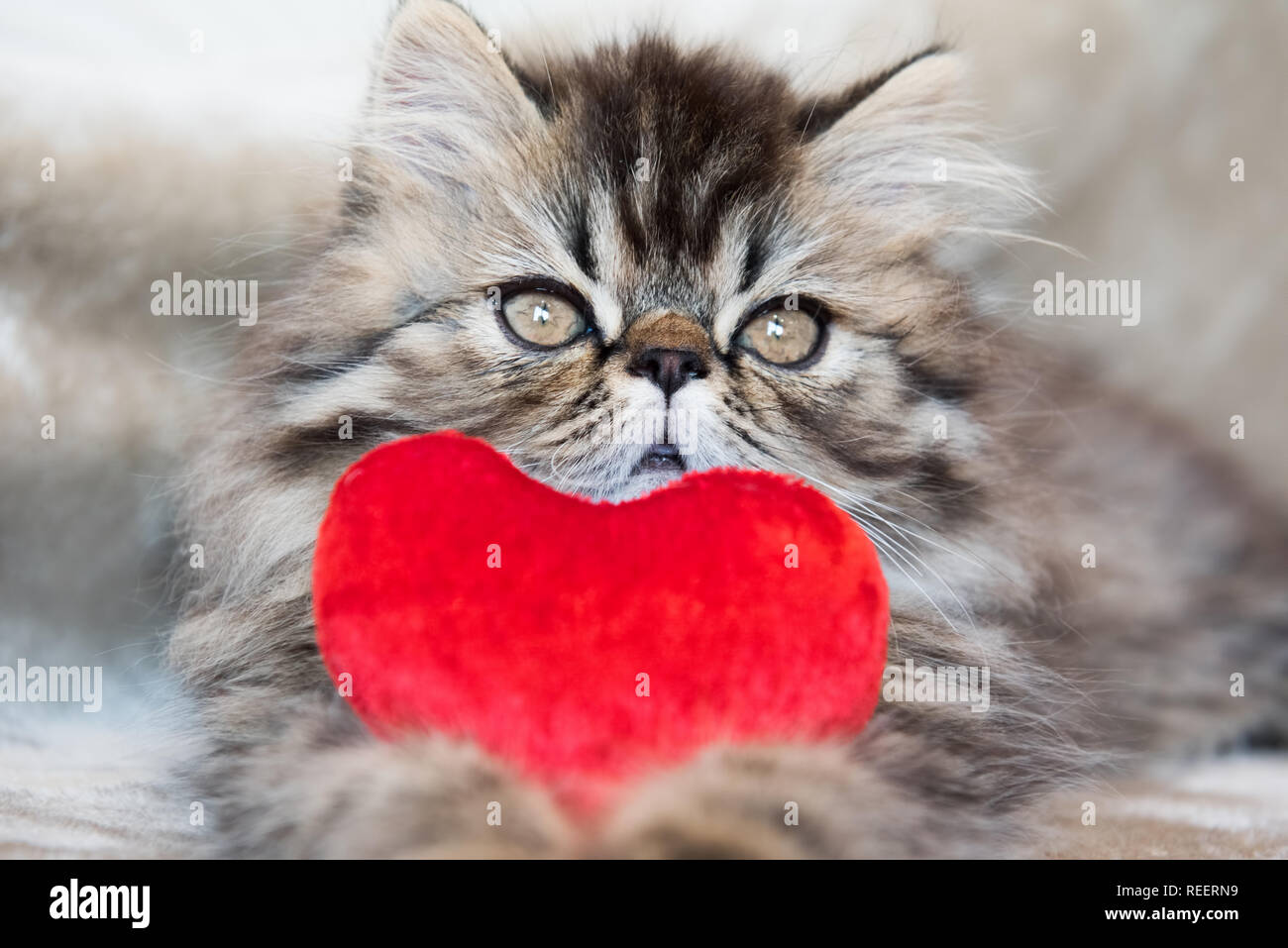 Beautiful Persian kitten cat with red heart Stock Photo
