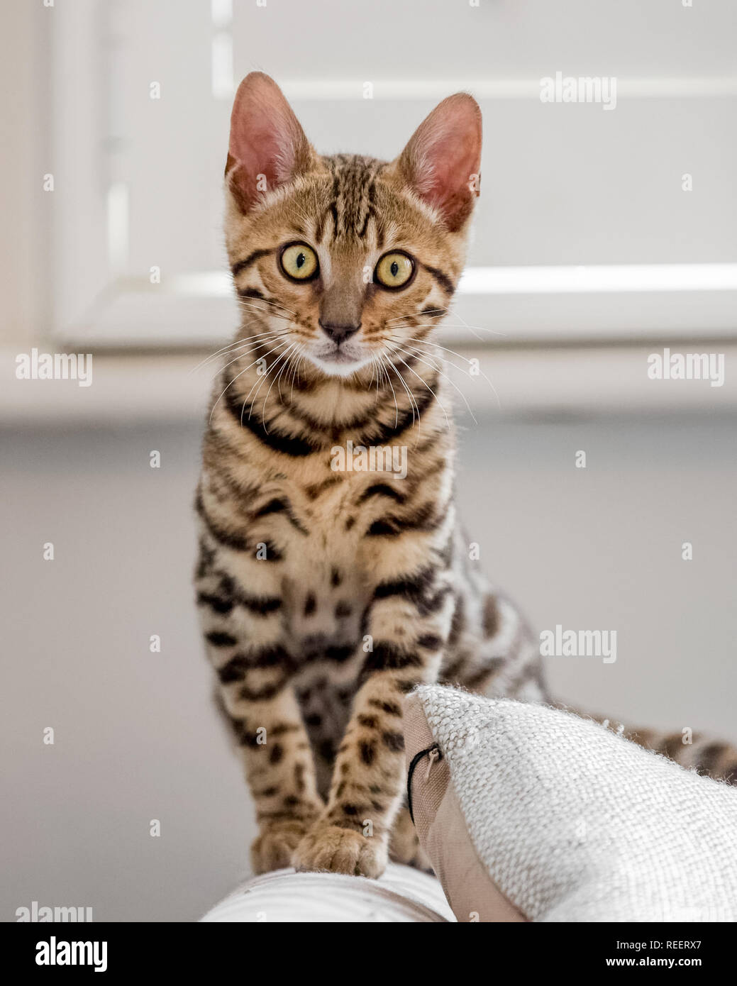 Close up Bengal kitten playing at home. Stock Photo