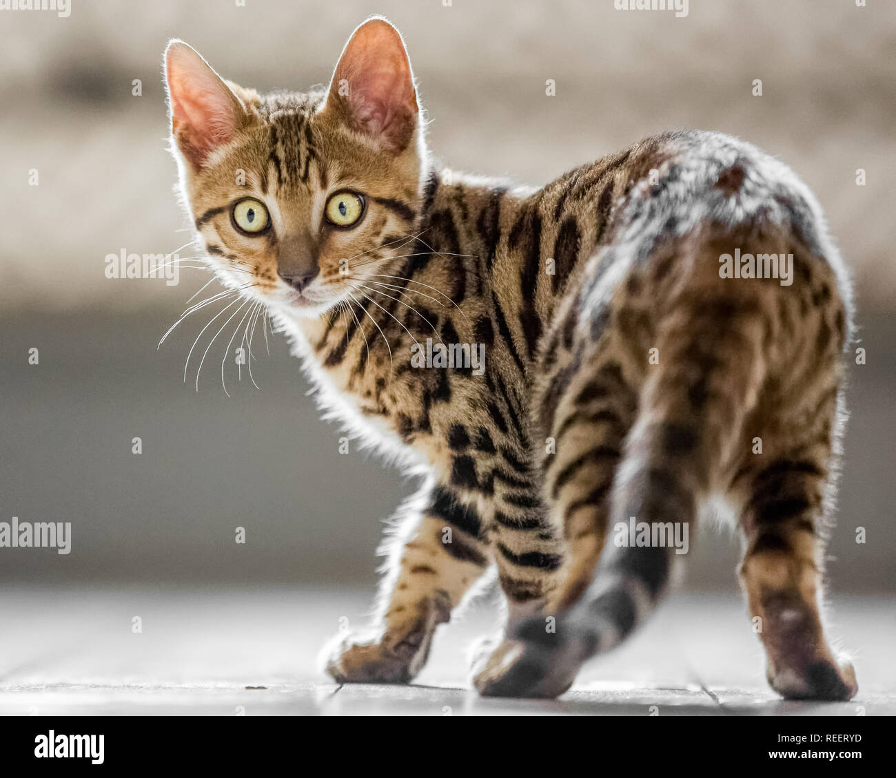 Close up Bengal kitten playing at home. Stock Photo