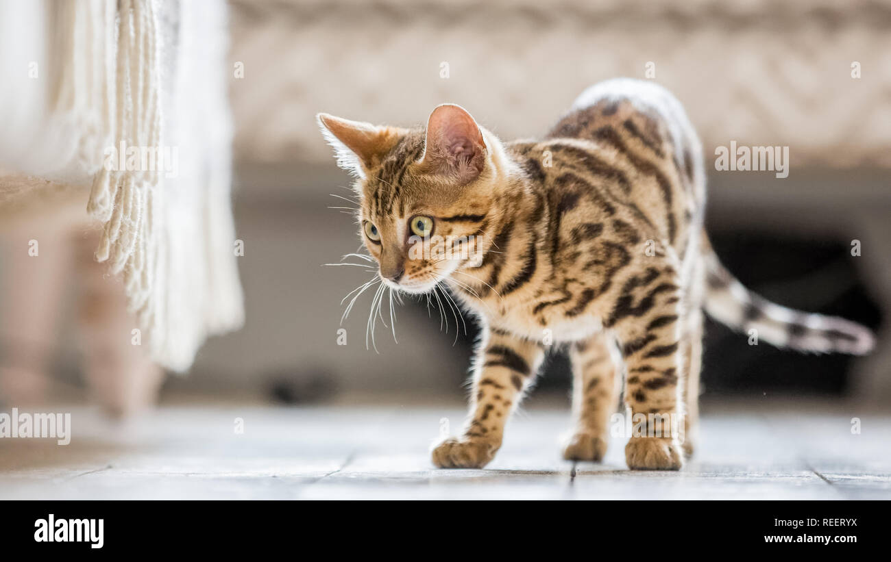Close up Bengal kitten playing at home. Stock Photo