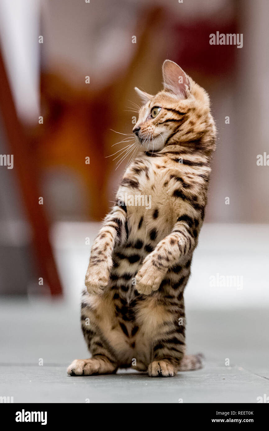 Close up Bengal kitten playing at home. Stock Photo