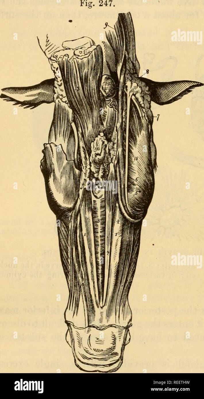 . The comparative anatomy of the domesticated animals. Horses; Veterinary anatomy. 436 THE DIGESTIVE APPARATUS IN MAMMALIA. masseter muscle, to the level of the inferior molars, when it passes beneath its two satellite vessels, obliquely crosses their direction, and pierces the cheek towards the third upper molar tooth, opening into the mouth by a large tubercle. The parotid duct is composed of two membranes : the internal, mucous, with cylindrical epithelium ; and the external, made up of connective tissue, and circular and longitudinal elastic fibres. 2. Maxillary or Submaxillary Gland (Figs Stock Photo