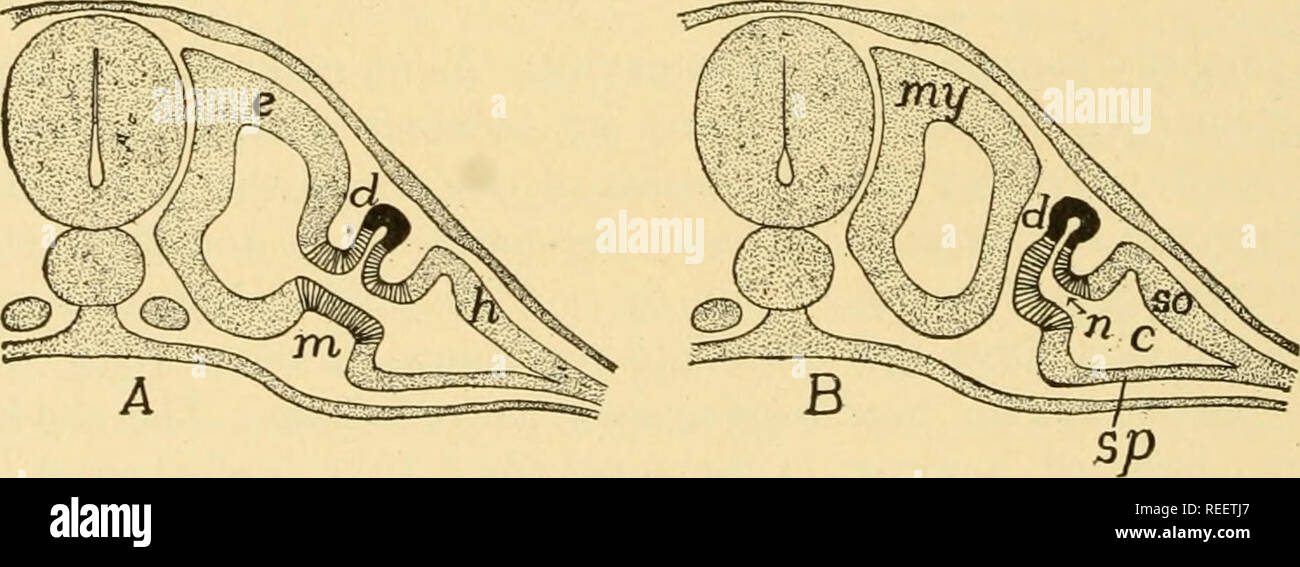 . Comparative anatomy. Anatomy, Comparative. Fig. 63.-—Stereogram of ...