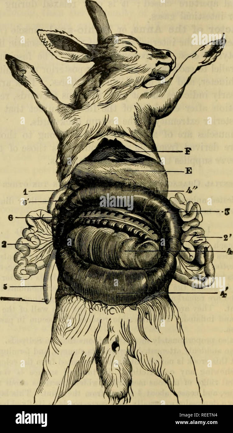 Horse intestines hires stock photography and images Alamy