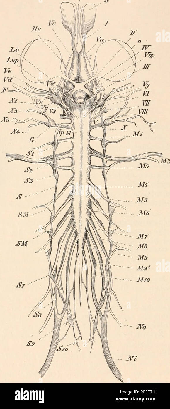 . Comparative anatomy of vertebrates. Anatomy, Comparative; Vertebrates. 194 COMPARATIVE ANATOMY XT. Fie. 14.1.—THE ENTIRE NERVOUS SYSTEM OF THE FROG. From the ventral side. (After A. Ecker.) /', facial nerve ; G, ganglion of the vagus ; He, cerebral hemispheres ; 7 to A', first to tenth eerebral nerves; Lop, optic lobes; M, spinal cord; Ml to J/ln, spinal nerves, which are connected at SM by branches (ranii communicantcs) with the ganglia (SI toSlO) of the sympathetic (&gt;sr) ; Ar, nasal sac ; Ni, sciatic nerve ; No, femoral nei^ve ; o, eye ; Va to Ve, the different branches of the tri- gemi Stock Photo