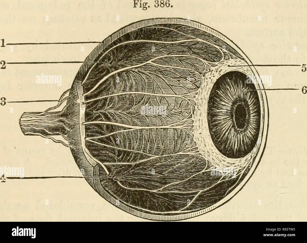 The comparative anatomy of the domesticated animals. Veterinary anatomy.  TEE EYE. 823 covered by a very thick layer of pigment named the uvea:  portions of which, supported by a small pedicle,, image size:1300x1030
