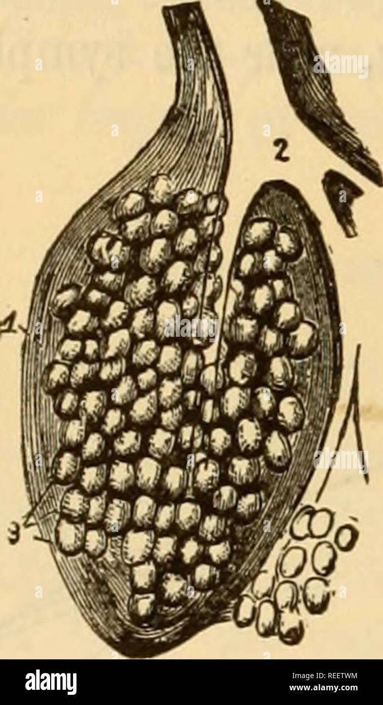 The Comparative Anatomy Of The Domesticated Animals Horses