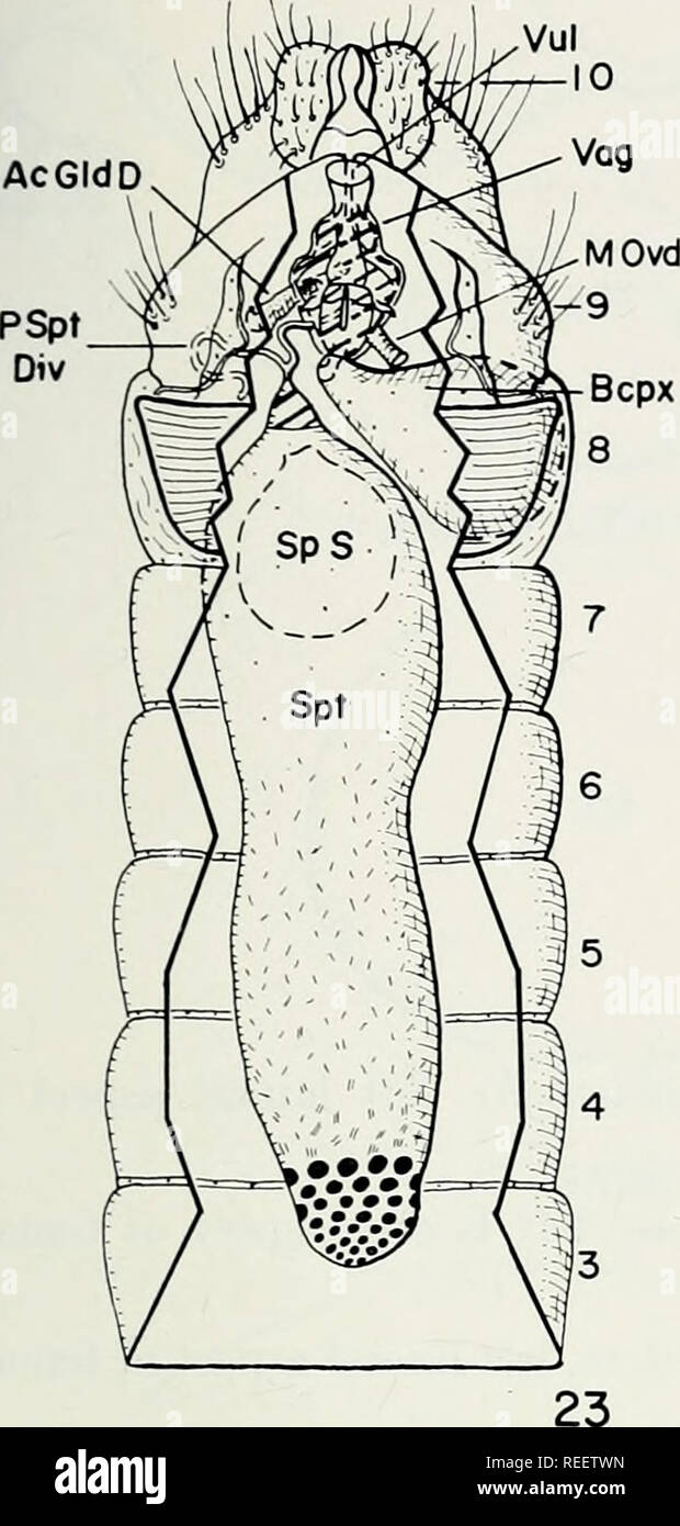 . The comparative morphology and evolution of the internal female reproductive system of Trichoptera. Generative organs; Caddisflies. 51 AcGIdD. Please note that these images are extracted from scanned page images that may have been digitally enhanced for readability - coloration and appearance of these illustrations may not perfectly resemble the original work.. Unzicker, John D.. Urbana, University of Illinois Press Stock Photo