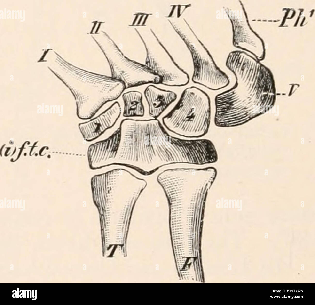 . Comparative anatomy of vertebrates. Anatomy, Comparative; Vertebrates. JT u FIG. 128.— RIGHT CARPUS OF A YOUNG Afliynfor lui-iitx. From above. C, centrale ; R, radius ; r, radiale ; U, ulna ; 11, ulnare ; t, pisiform ; 1 to 5, the five carpalia, as yet un- ossified, of which 1 and 2, as well as 3, 4, and 5, have become fused ; 7 — V, metacarpals.. FIG. 129.—RIGHT TARSUS OF Emy« enropwa. From above. F, fibula ; (if.f.f, the fused inter- medium^), fibulare, tibiale, and centrale ; Phl, phalanx of 1st digit; T, tibia; 1—4, distal tarsals; /— I', metatarsals. reduction of the extremities occur, Stock Photo