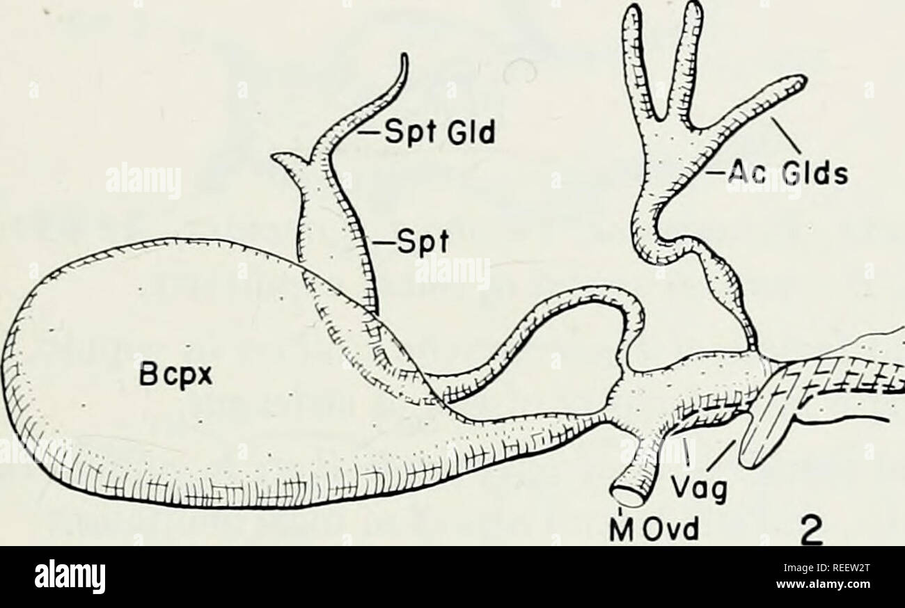 . The comparative morphology and evolution of the internal female reproductive system of Trichoptera. Generative organs; Caddisflies. Bcpx STENOPSYCHIDAE. MOvd ERIOCRANIIDAE. Please note that these images are extracted from scanned page images that may have been digitally enhanced for readability - coloration and appearance of these illustrations may not perfectly resemble the original work.. Unzicker, John D.. Urbana, University of Illinois Press Stock Photo