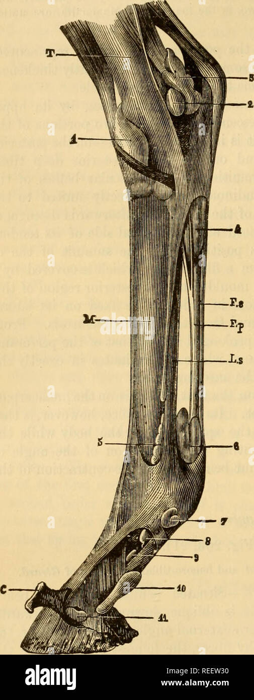 . The comparative anatomy of the domesticated animals. Horses; Veterinary anatomy. 370 TEE MUSCLES. the contour of the external semilunar cartilage and the posterior portion of the external facet on the tibia. Action.—It flexes the tibia, and gives F'g- 204. ii a slight rotatory movement outwards. 5. Deep Flexor of the Phalanges (Flexor Perforans, Flexor Pe- dis) (Figs. 201, 23 ; 203, 23). Synonyms. — Tibio-phalangeus — Girard, The flexor perforans and flexor longus pollicis pedis of Man. (Great tibio-phalangeus—Leyh.} Extent—Situation—Direction—Com- position.—Extending from the superior extre Stock Photo