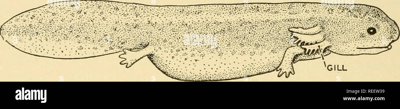 . Comparative anatomy. Anatomy, Comparative. 5© COMPARATIVE ANATOMY for a time carried by the female parent to whose back they become attached. The male of the toad, Pipa americana, places the eggs on the back of the female where they sink into the soft skin and become com- pletely enclosed, each egg in an individual pouch. Thus protected they pass through the whole developmental period, omitting the development of the gills which are characteristic of the very great majority of amphibian larvae, and finally rupturing the skin pouches to hop forth as fully formed miniature toads. The female of Stock Photo