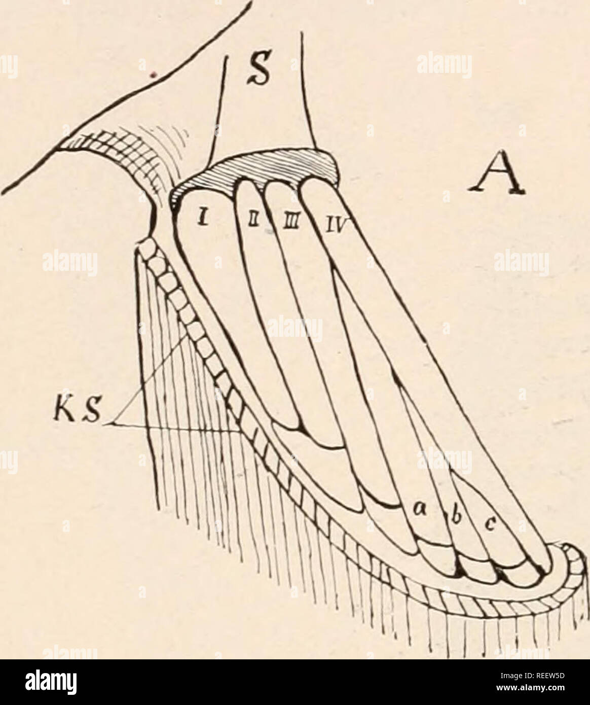 . Comparative anatomy of vertebrates. Anatomy, Comparative; Vertebrates ...