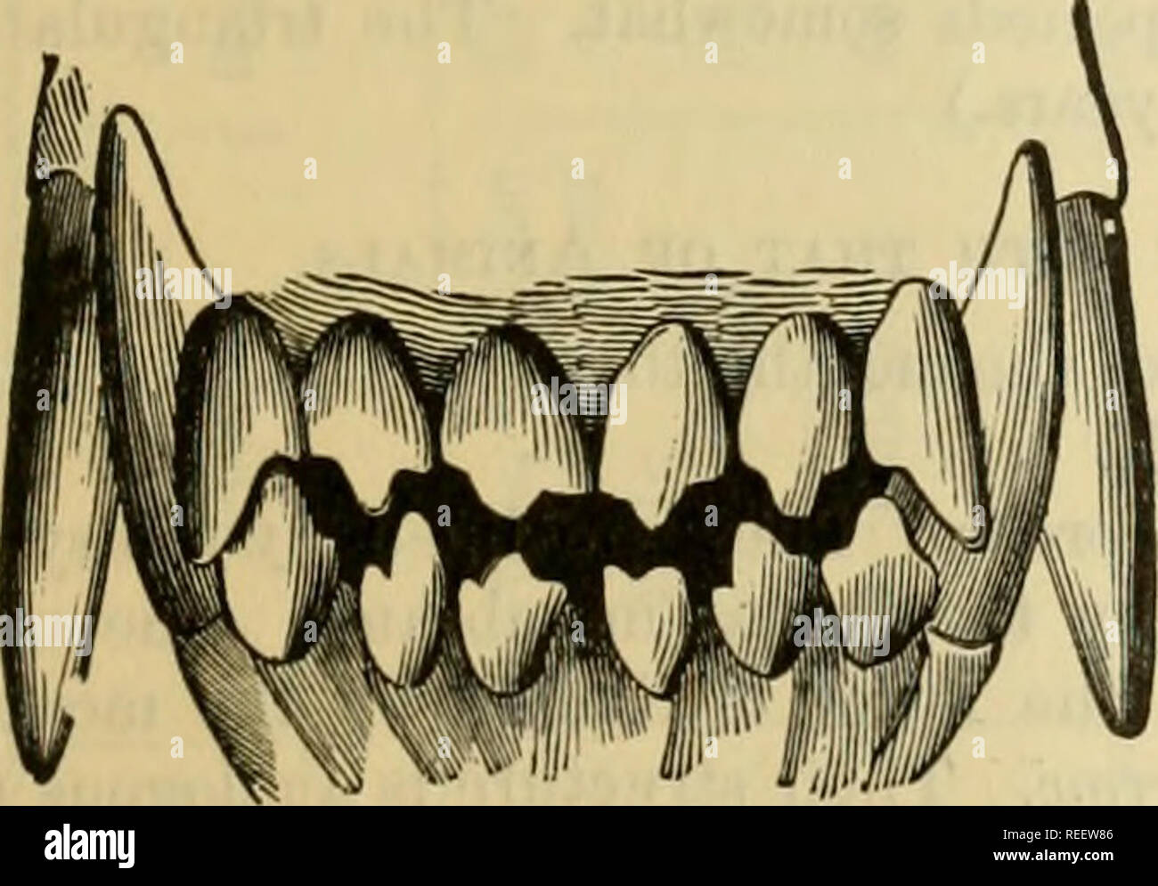 . The comparative anatomy of the domesticated animals. Veterinary anatomy. GENERAL AND LATERAL VIEW OF THE DOG S TEETH. a well-defined neck, is solidly encased in a deep alveolus. Its internal cavity is very promptly obliterated. When the tooth is submitted to wear, the middle lobe is the first to disappear; so that it no longer resembles a trefoil (Fig. 240). The temporary incisors are much smaller and more pointed than the permanent ones; yet, like them, they show lateral lobes. At the period of their eruption these teeth are somewhat wide apart. The fangs, or canine teeth, two in each jaw,  Stock Photo