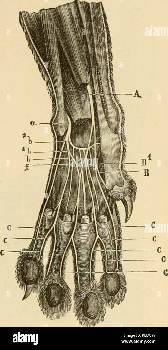 Cat Paw Anatomy High Resolution Stock Photography and Images - Alamy