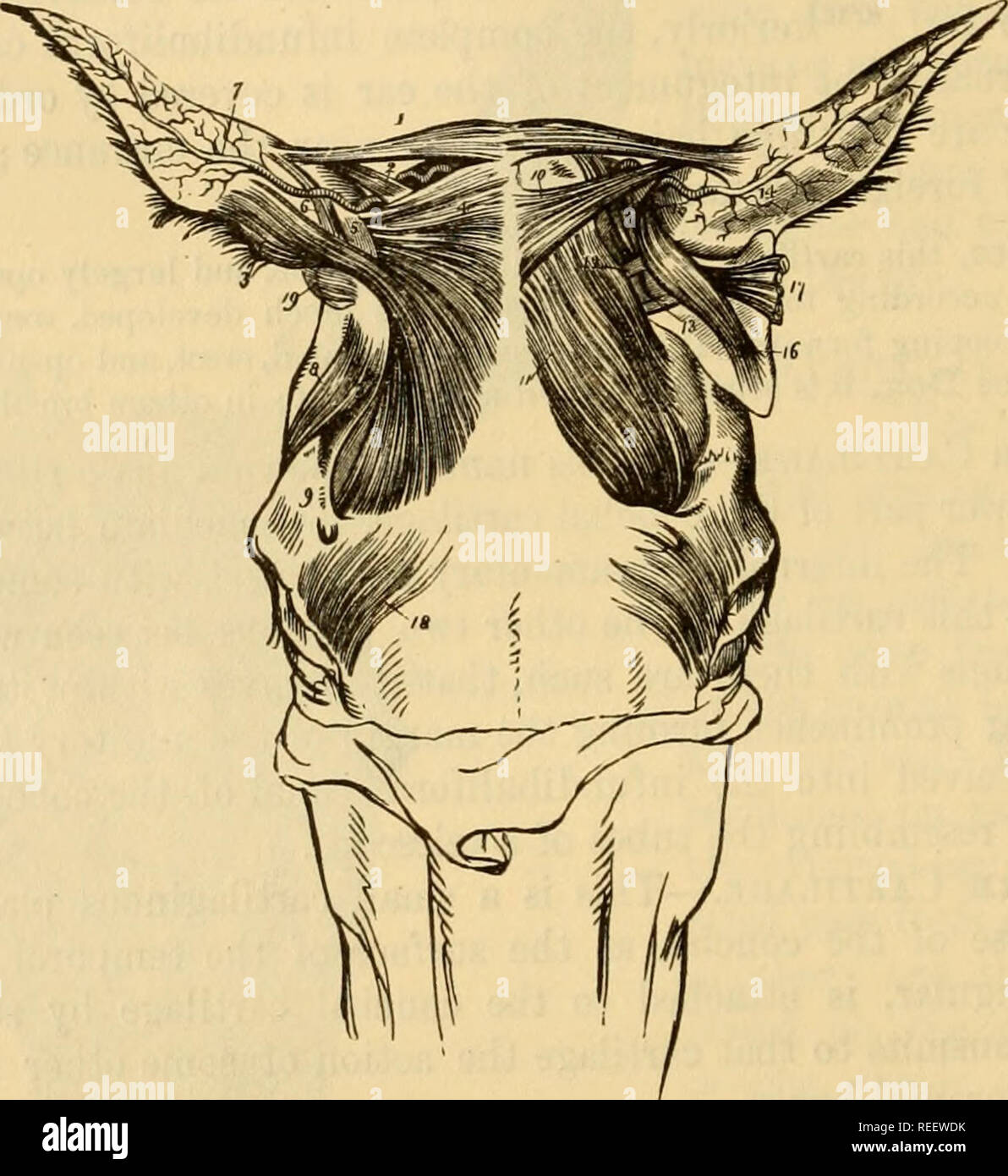 Parietal Ridge Infant Parietal ridge hi-res stock photography and images - Alamy