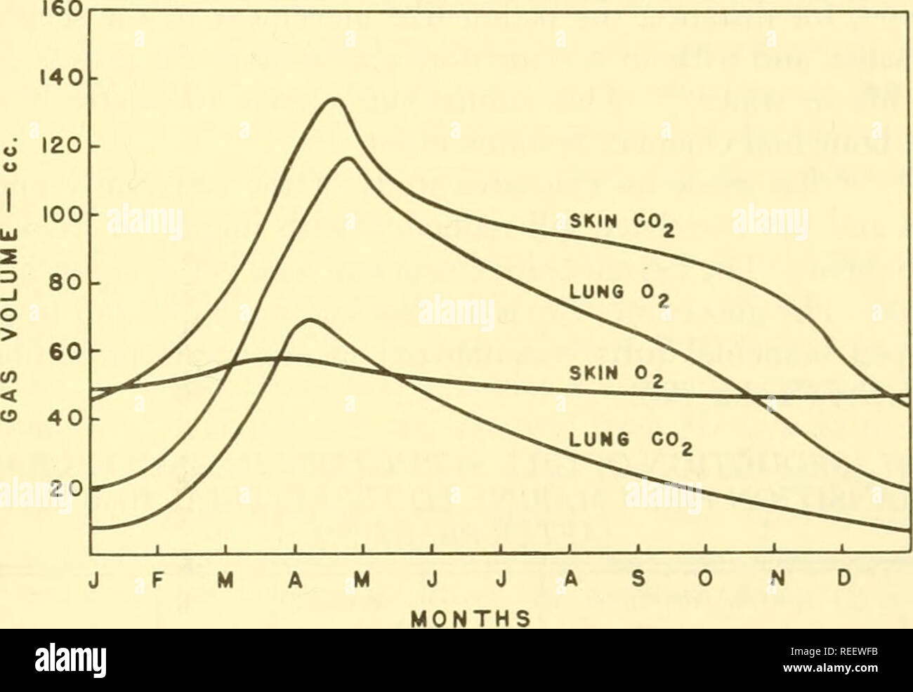 Lungs respiration oxygen exchange hi-res stock photography and images ...