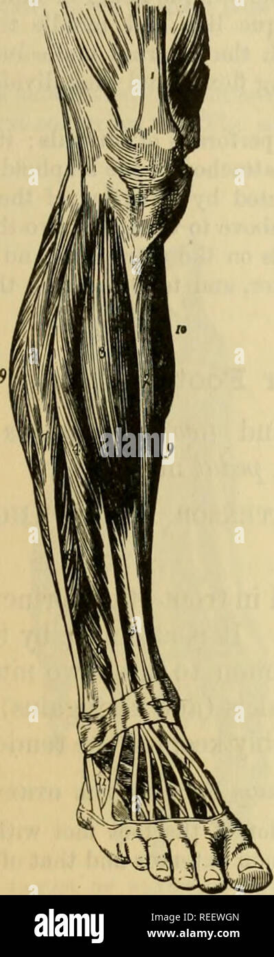 Tibial tuberosity hi-res stock photography and images - Alamy