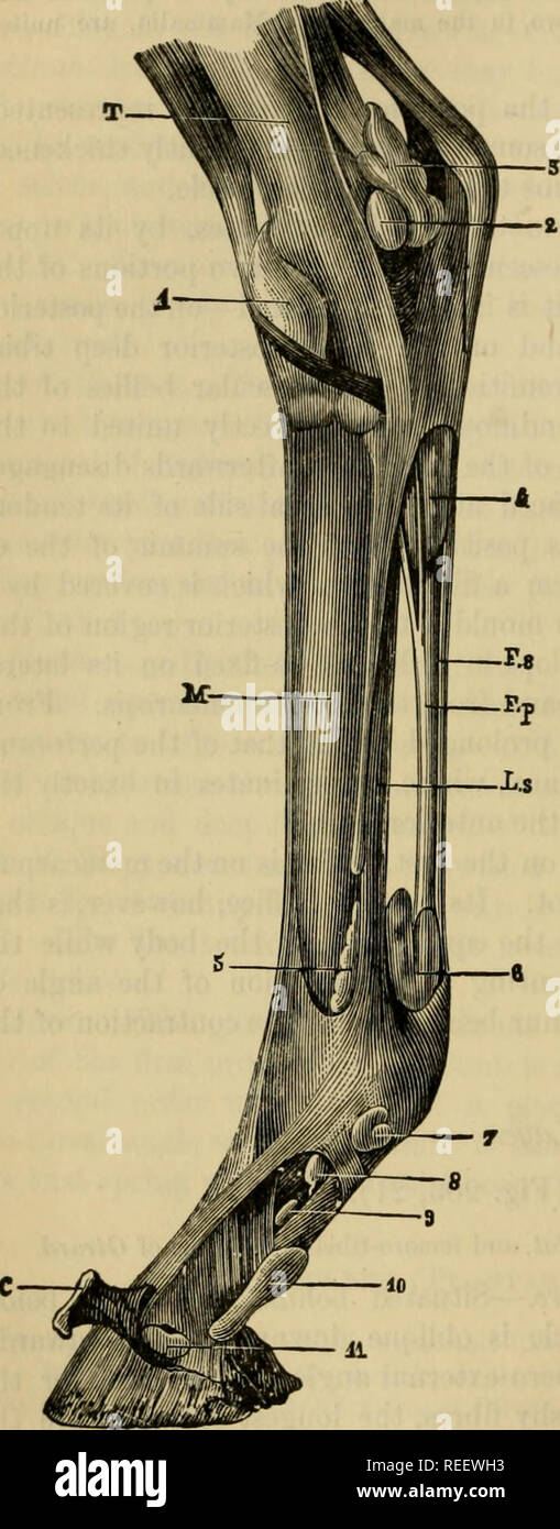 . The comparative anatomy of the domesticated animals. Veterinary anatomy. 370 TEE MUSCLES. the contour of the external semilunar cartilage and the posterior portion of the external facet on the tibia. Action.—It flexes the tibia, and gives ^'S- 2^&quot;*- it a slight rotatory movement outwards. 5. Deep Flexoe of the Phalanges (Flexor Perforans, Flexor Pe- dis) (Figs. 201, 23 ; 203, 23). Synonyms. — Tibio-phalangeus — Girard. The flexor perforans and flexor longus pollicis pedis of Man. {Great tibio-phalangeus—Leyh.) Extent—Situation—Direction—Com- position.—Extending from the superior extremi Stock Photo
