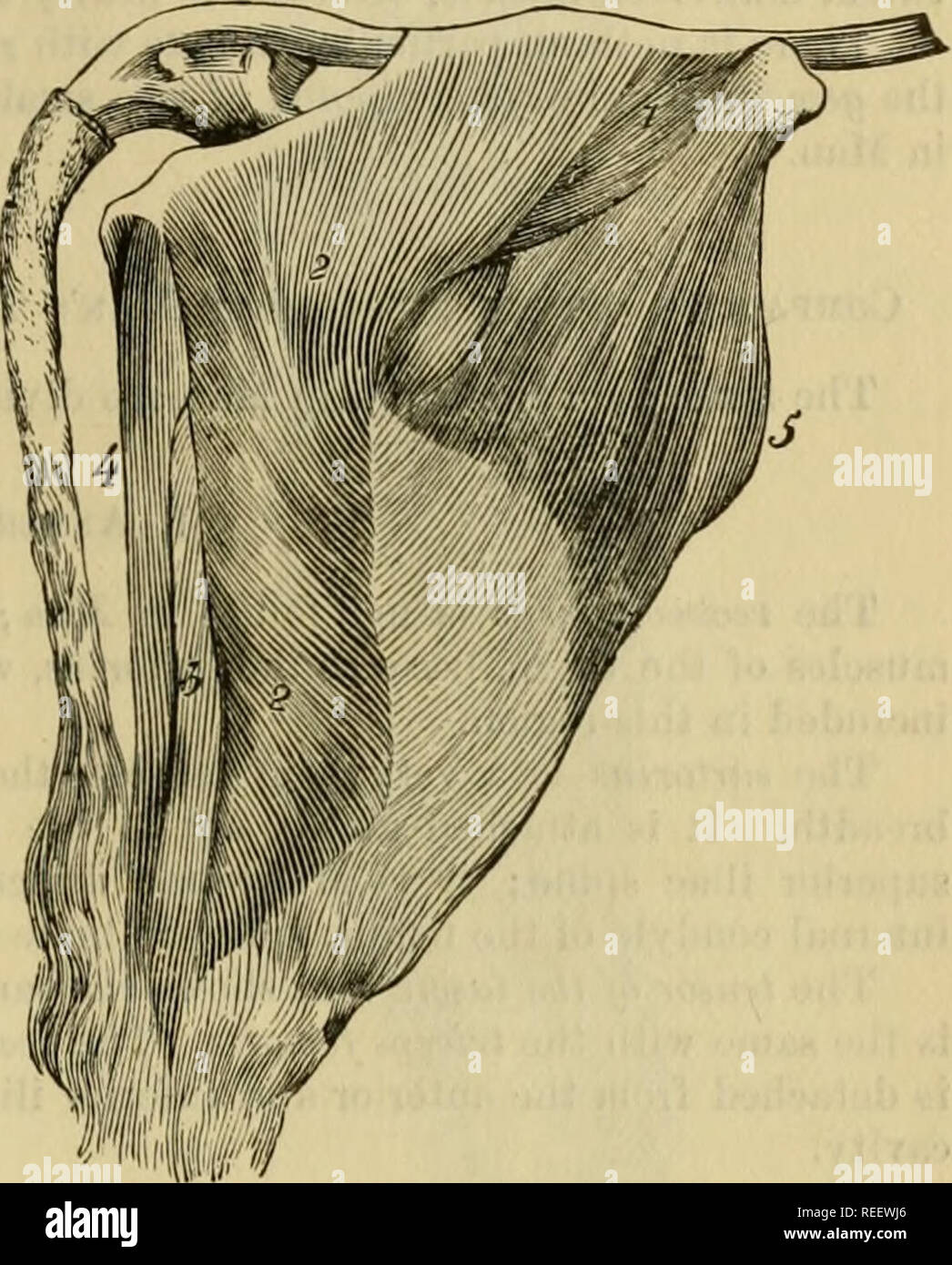 . The comparative anatomy of the domesticated animals. Veterinary anatomy. MUSCLES OF TEE POSTERIOR LIMBS. Dog and Cat, the same muscle shows, in front, a supernumerary fasciculus—a thick and long strip mixed inwardly with the sartorius, and extending vertically from the external angle of the ilium to the patella, into whicli it is inserted by a short aponeurosis. The rectus femoris, in the Dog ami Sheep, has only one branch of origin. The rtctus -parvus, that very thin muscle, does not exist in Solipeds and Carnivora. 2. Posterior Crural Region. A. Ruminants.—In the Ox, Sheep, and Goat, the h Stock Photo