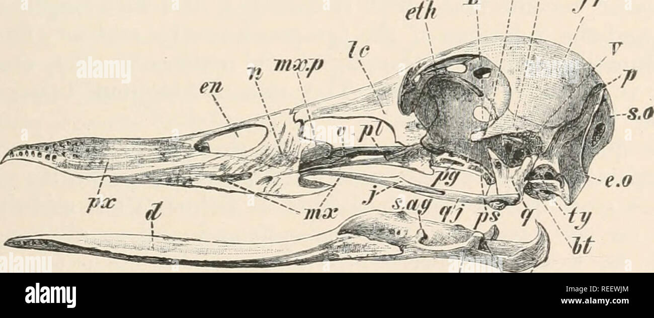 . Comparative anatomy of vertebrates. Anatomy, Comparative; Vertebrates ...