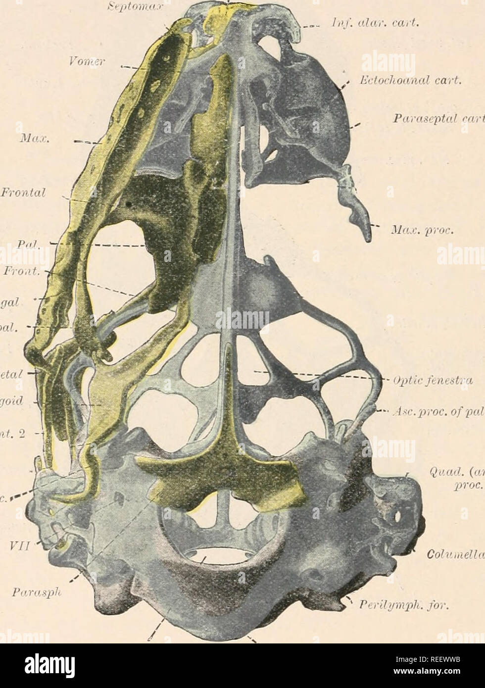 . Comparative anatomy of vertebrates. Anatomy, Comparative; Vertebrates ...