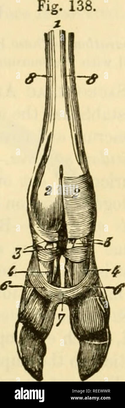 . The comparative anatomy of the domesticated animals. Horses; Veterinary anatomy. 00° JO i L0S61TUMNAL AND VERTICAL SKCTION OF THE DIGITAL REGION IN THE HORSE, SHOWING THE ARRANGEMENT OF THE ARTICULAR AND TENDI- NOUS SYNOVIAL APPARATUS. 1, First phalanx; 2, second phalanx; 3, third pha- lanx ; 4, semilunar sinus of ditto ; 5. navicular bone; 6, tendon of the anterior extensor of the phalanges; 7, its insertion into third phalanx ; 8, tendon of the pcrforatus ; 9, ditto perforans ; 10, its insertion into the third phalanx ; 1], inferior sesamoid ligaments; 12, y.osterior cul-de-sac of the firs Stock Photo
