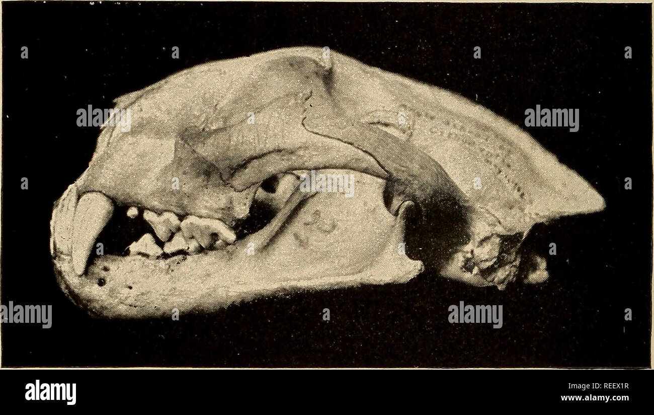 Comparative dental anatomy. Teeth; Dentistry. 142 COMPAEATIVE DENTAL ANATOMY  Lion, Tiger, Leopard, Lynx, and other cats. The usual dental formula is,— .  3-3 1-1 3-3 0-0 OQ '• 3^ c- n