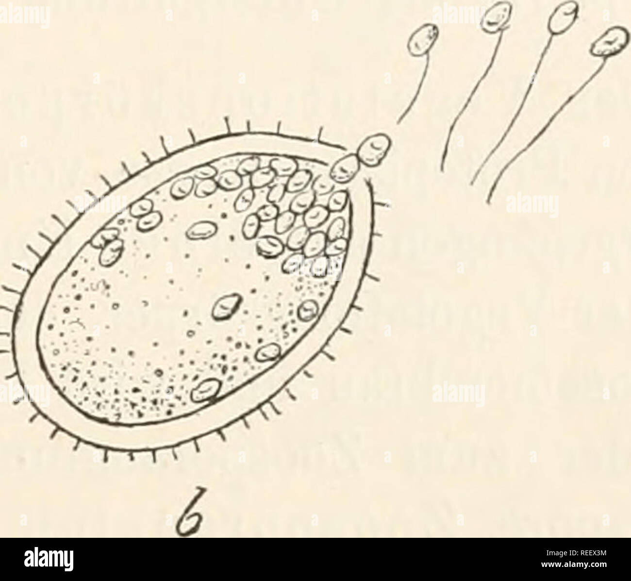 . Dr. L. Rabenhorst's Kryptogamen-Flora von Deutschland, Oesterreich und der Schweiz. Cryptogams -- Germany; Cryptogams -- Austria; Cryptogams -- Switzerland. Sphaerita. — Sph. endogena. a Eine todte Euglena viridis mit einem Spo- rangium, welches bereits Sporen gebildet hat. h Eine freiliegende stachelige Dauer- spore mit einciligen Schwärmen keimend (Vergr. ca. 800, nach Dangeard). Cilie, werden durch Zerfall des Wirthes und der Sporangienmembran befreit; Bewegung unregelmässig, sprungweise. Dauersporen kugelig, mit grobkörnigem, schwach gelblichem Inhalt und dicker, glatter oder stacheliger Stock Photo