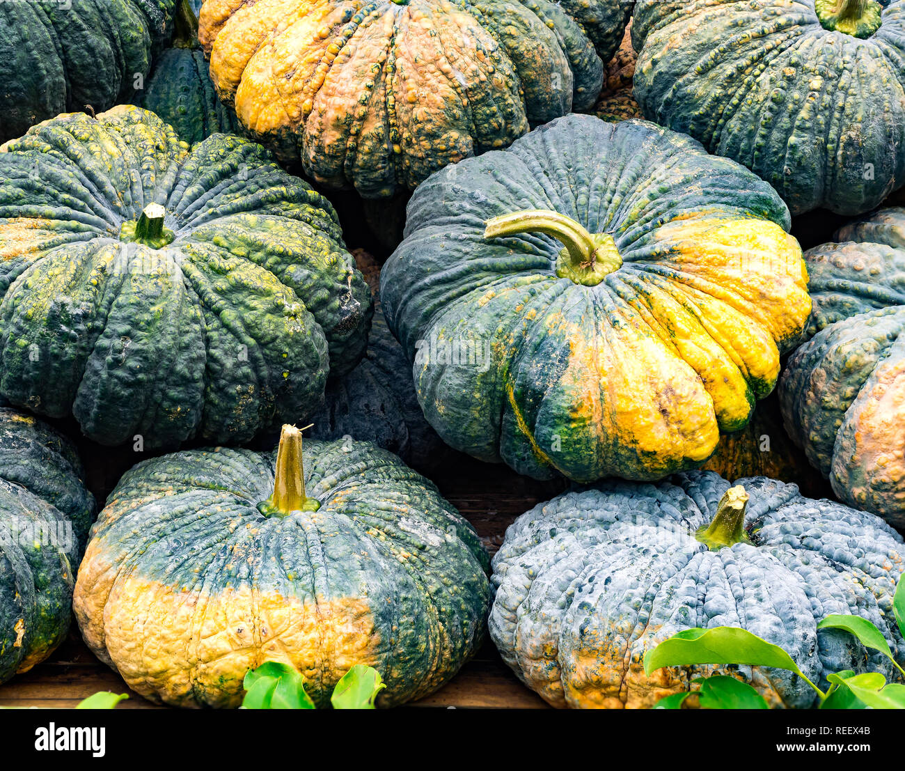 Pile of Pumpkins at a farm ready to be sold, closeup Stock Photo - Alamy