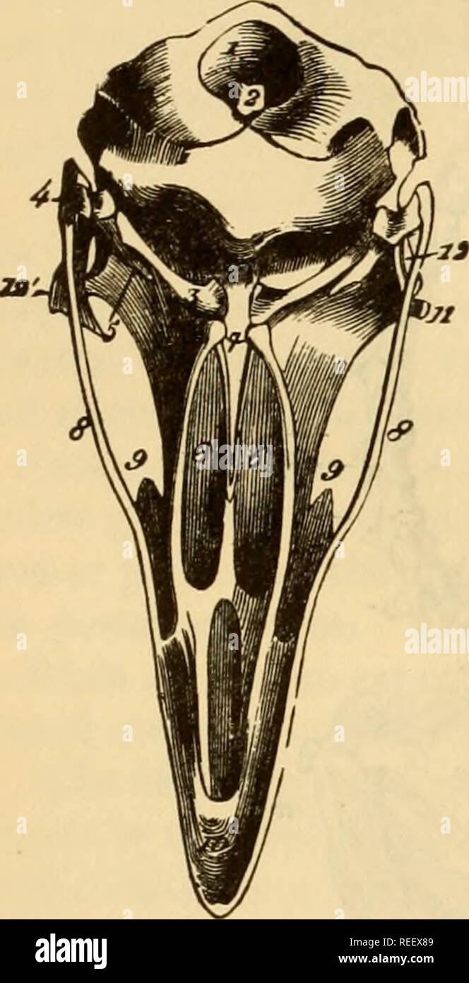 . The comparative anatomy of the domesticated animals. Horses; Veterinary anatomy. 160 THE BONES. Fig. 110.. support in the violent efforts that flight demands. The two or three last are often even covered by the wiag-bones, and joined to them. The inferior crest of the body forms a very long spine, especially in the first vertebrae. The spinous processes—flat, wide, short, and consolidated with each other by their opposite borders—constitute a long crest extending from the last cervical vertebra to the bones of the wings (Fig. 109, 7). The trans- verse processes widen to their summit; in the  Stock Photo