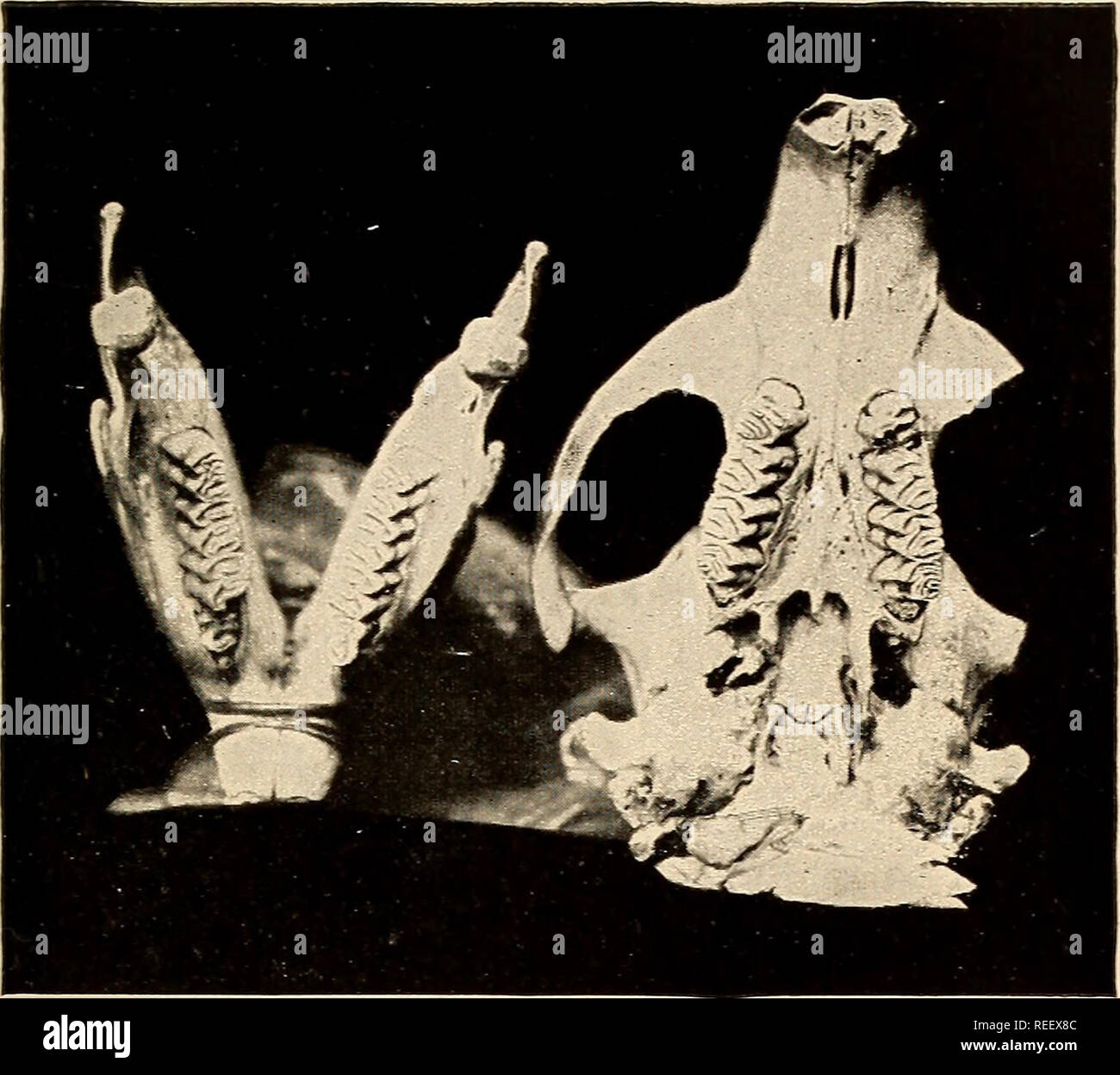 . Comparative dental anatomy. Teeth; Dentistry. THE TEETH OF MAMMALS