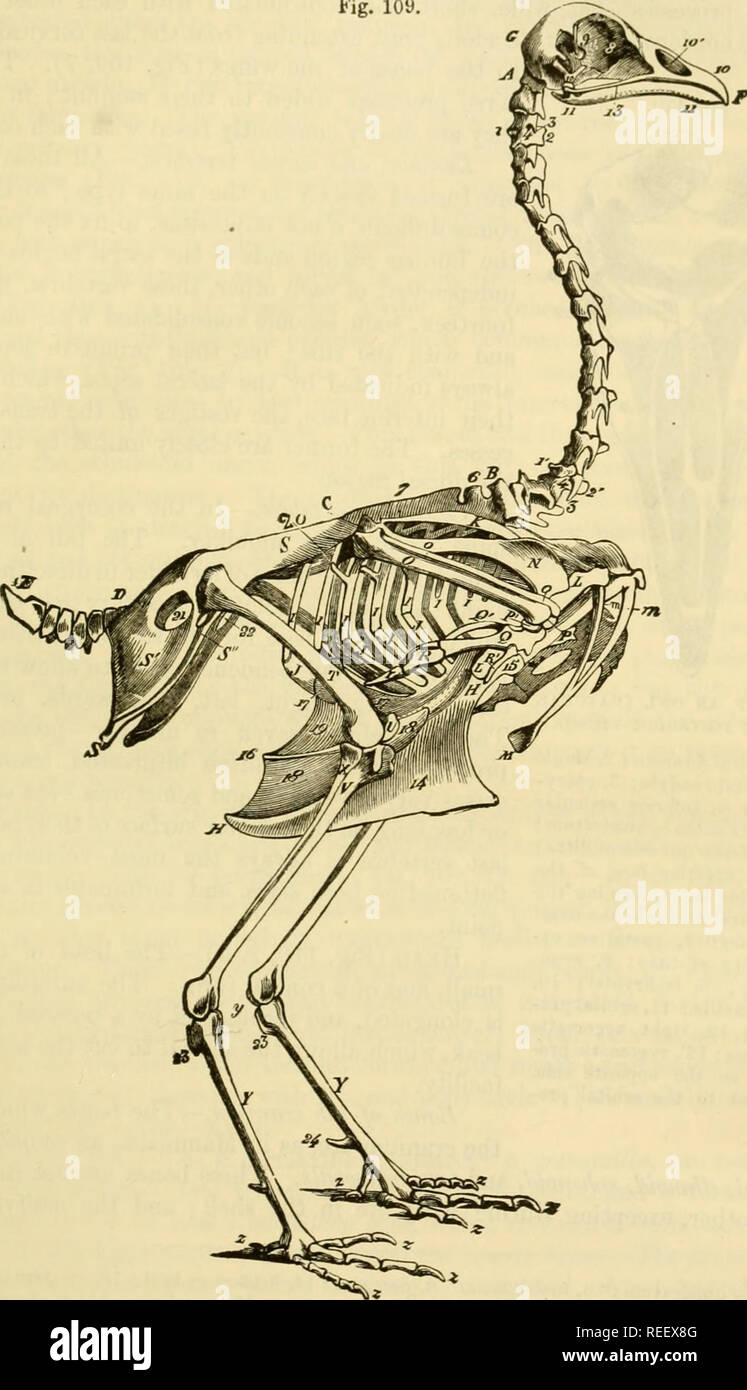 . The comparative anatomy of the domesticated animals. Horses; Veterinary anatomy. TBE BONES IN BIRDS. 159 and nine in the Goose and Duck; they are nearly always consohdated into a single piece to which the trunk is fixed, and which gives the wings a solid Fig. 109.. SKELETON OF A FOWL. ^TtheÂ°amV^Ti'!l^?'^''- ^^Tr&quot;&quot;&quot;''' &quot;^ '^' ^^''^ ^^'^^t*'*? 2, inferior ridge on body of the amp â¢' 1' ^*y'^!P'Â°!Â«&quot;gÂ«t'Â«Â° ^^ ^^l^ transverse process of the same ; 4, vertebrfl forameJ 01 the same , 1,234 the same parts in the twelfth vertebra. From B to c, Dorsal Vertebra: â¢ D  Stock Photo