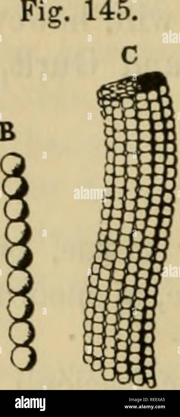 . The comparative anatomy of the domesticated animals. Veterinary ...