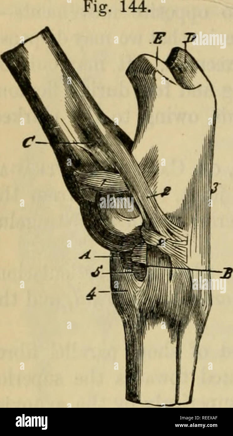 . The comparative anatomy of the domesticated animals. Veterinary ...
