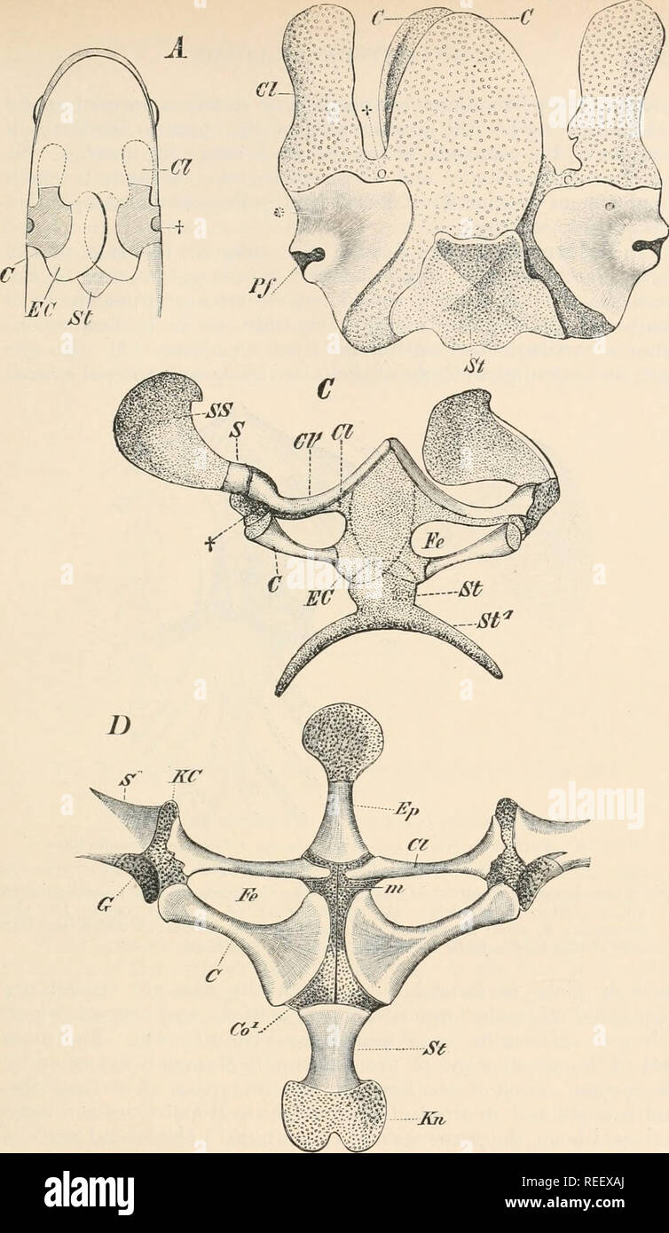 . Comparative anatomy of vertebrates. Anatomy, Comparative; Vertebrates. Km. 55.—PECTORAL ARCH OF VARIOUS AMPHIBIANS. From the ventral side. A—Urodele (diagrammatic) ; B—Axolotl (Amblystoma) ; C—Bomlnnnin,- iynews ; U, J'nnn ewii/cnta. C, coracoirl; Cl, procoracoid; C71 (Cl in U), clavicle ; EC, Co1, epicoracoid ; Ep, omostermun ; Fe, fenestra between procoracoid and coracoid bars ; /n, cartilaginous xiphisternum ; t, Pf, O, glenoid cavity for the humerus ; S, scapula ; SS, supraacapula; St, Sfl, sternum. *, j (in B) indicate nerve- apertures.. Please note that these images are extracted from Stock Photo