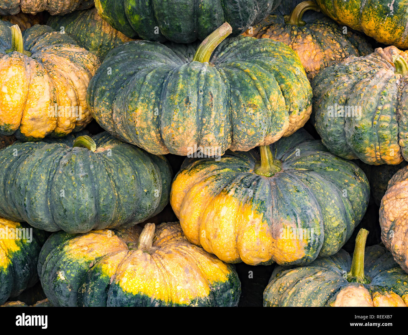 Closeup view of Pumpkins at a farm ready to be sold Stock Photo - Alamy