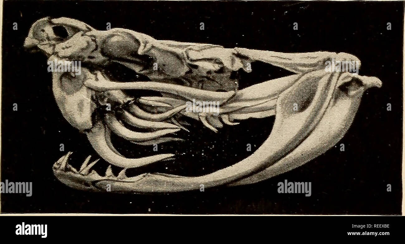 Quadrate Bone Stock Photos & Quadrate Bone Stock Images - Alamy