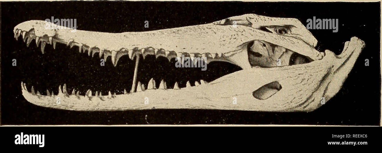 Crocodilia order hires stock photography and images Alamy