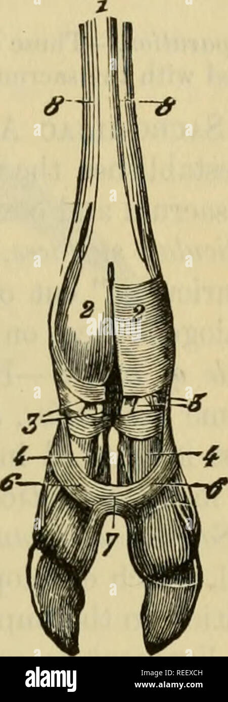 . The comparative anatomy of the domesticated animals. Veterinary anatomy. JffJO i LONGITTIDrNAL AND VERTICAL SECTION OF THE DIGITAL REGION IN THE HORSE, SHOWING THE ARRANGEMENT OF THE ARTICULAR AND TENDI- NOUS SYNOVIAL APPARATUS. 1, First phalanx; 2, second phalanx; 3, third pha- lanx ; 4, semilunar sinus of ditto; 5, navicular bone; 6, tendon of the anterior extensor of the phalanges; 7, its insertion into third phalanx ; 8, tendon of the perforatus; 9, ditto perforans ; 10, its insertion into the third phalanx; 11, inferior sesamoid ligaments; 12, posterior ctd-de-sac of the first synovial  Stock Photo