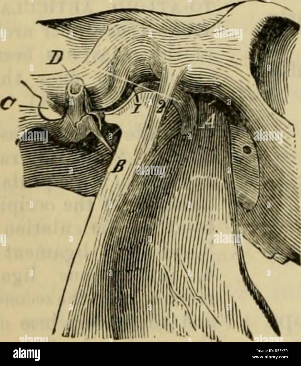 . The comparative anatomy of the domesticated animals. Veterinary anatomy. 188 THE ARTICULATIONS. the head, the small oblique, and the complexus. There is also the cord of the cervical ligament, Sijiiovial membranes.—These membranes are two in number—one for each condyle and coiTesponding atloid cavity. Sustained above, below, and outwardly by the capsular ligament, they are related inwardly to the dura mater and the fibrous tractus which, from the odontoid ligament, is carried to the internal face of the occipital condyles. Movements.—Extension, flexion, lateral inclination, and circumduction Stock Photo