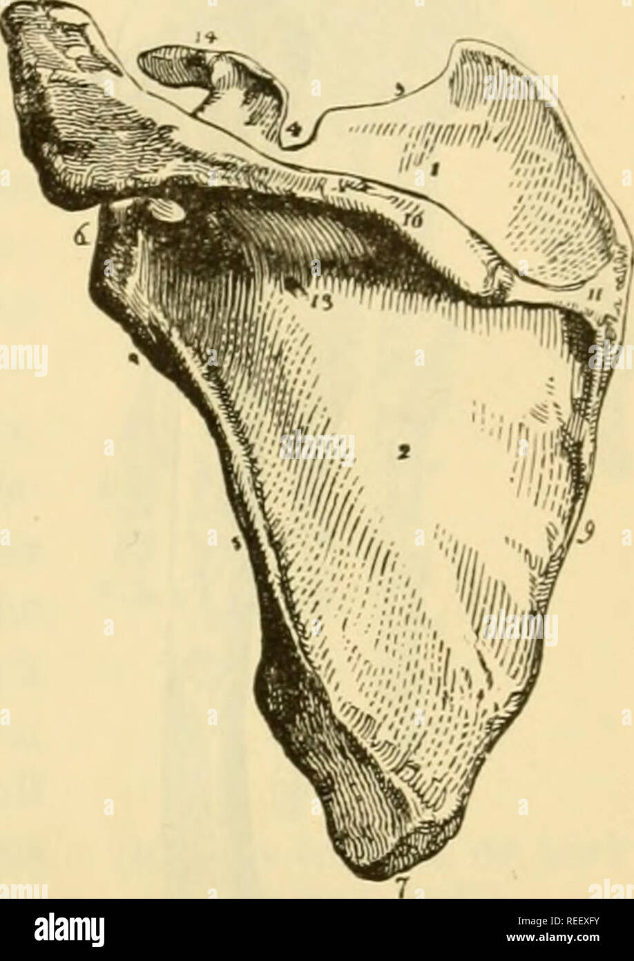 neither short nor flat bones contain a medullary cavity neither short nor flat bones contain a medullary cavity