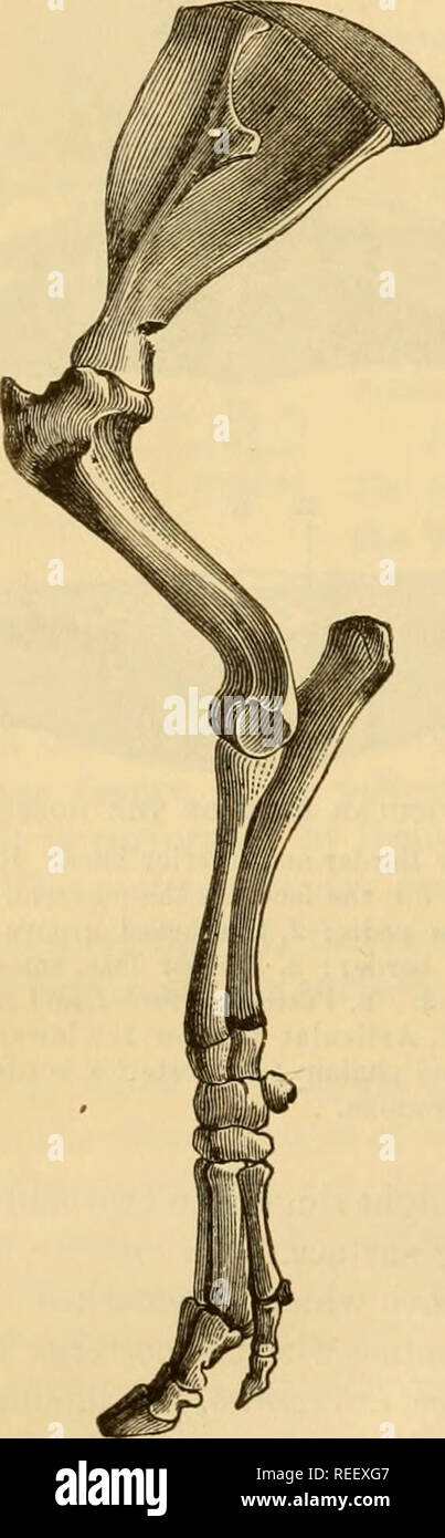 . The comparative anatomy of the domesticated animals. Horses; Veterinary anatomy. US THE BONES. DiPrERENTIAL CHARACTERS IN THE DIGITAL REGION OF OTHER AnIMALS. In the other domesticated animals, the number of complete digits ia as follows:— Carnivora 5 Pig * Ruminants 2 A. Ox, Sheep, Goat.—These animals certainly possess four digits, but only two are per. feet—the midius and annularis—and these articulate with the inferior extremity of the principal metacarpal (Fig. 71). The two others—the index and auricularis—are in a rudimentary con- dition, and are represented by two small bones situated  Stock Photo