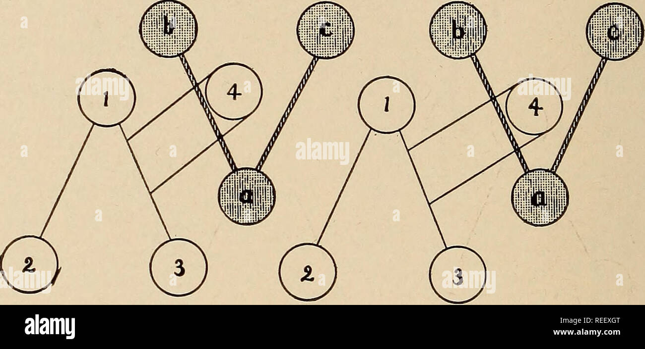 . Comparative dental anatomy. Teeth; Dentistry. 72 COMPARATIVE DENTAL