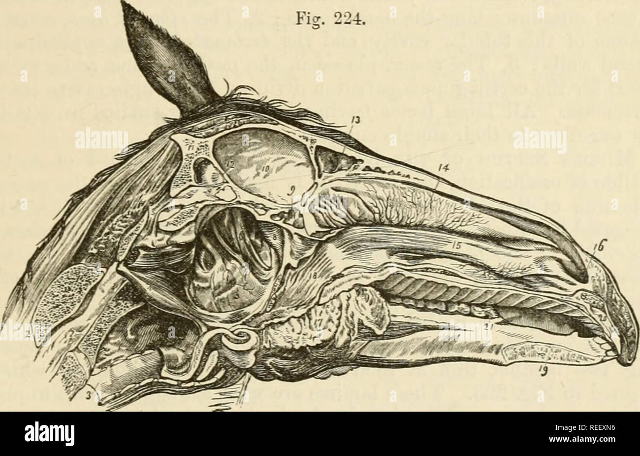 . The comparative anatomy of the domesticated animals. Veterinary