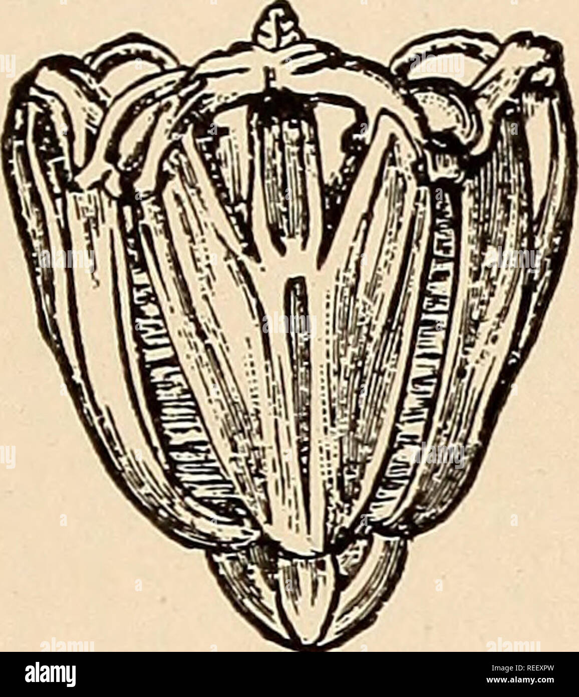 . Comparative dental anatomy. Teeth; Dentistry. THE TEETH OF ...