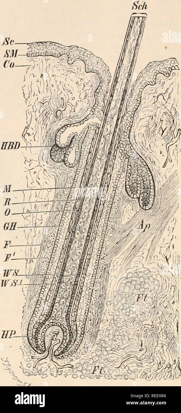 Comparative anatomy of vertebrates. Anatomy, Comparative; Vertebrates. 30 COMPARATIVE ANATOMY whether the old papilla remains, or whether a new one is formed. The former method seems to occur in most instances, Comparative anatomy of vertebrates. Anatomy, Comparative; Vertebrates. 30 COMPARATIVE ANATOMY whether the old papilla remains, or whether a new one is formed. The former method seems to occur in most instances,